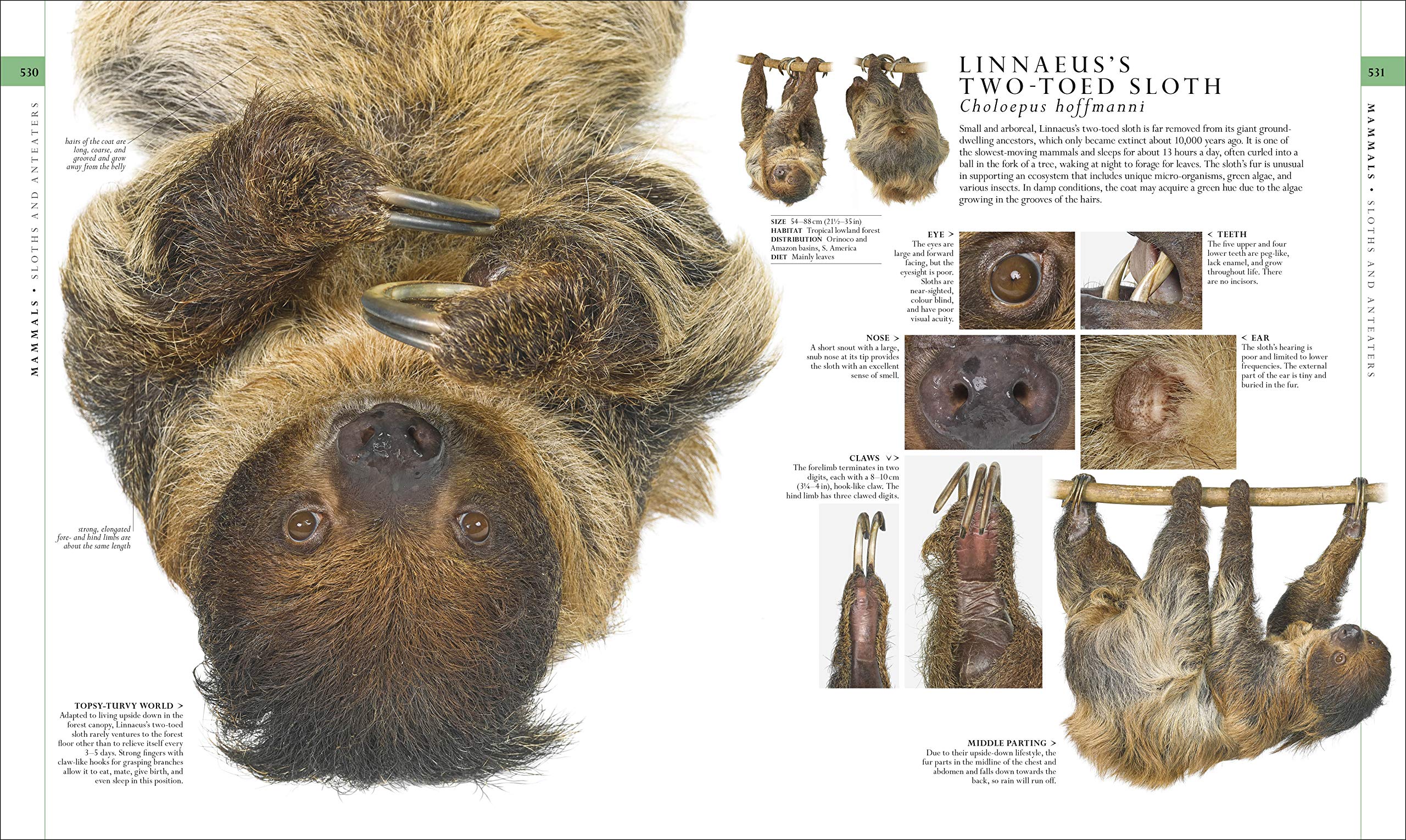 洋書 The natural history book The Natural History Book - DK