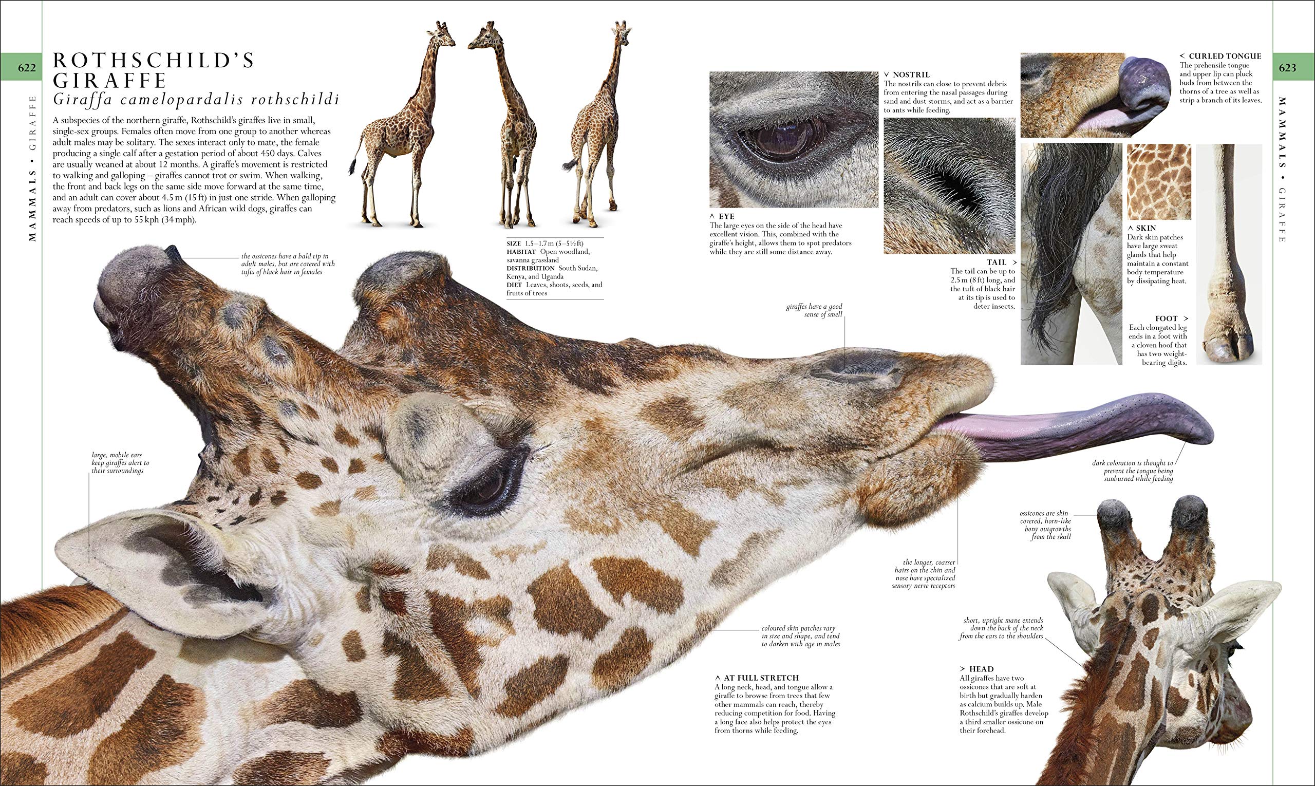 The Natural History Book - DK