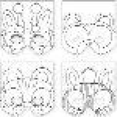 Masca animale - Jungle Animals Make-A-Mask