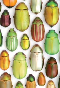 Magnet Jewel Scarab Mosaic