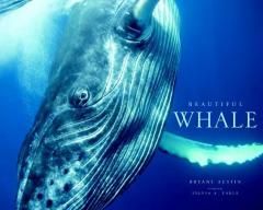 Beautiful Whale