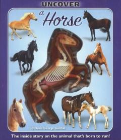 Uncover a Horse: The inside story on the animal that's born to run! David Gordon