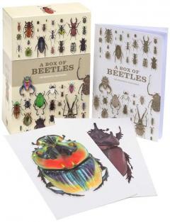 Carte postala - A Box of Beetles: 100