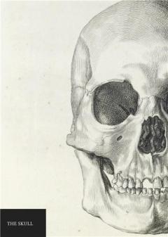 Carnet - Natural History Museum - Skull 