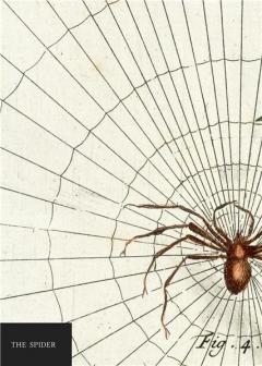 Carnet - Natural History Museum - Spider 