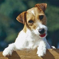 Calendar caini II 2016