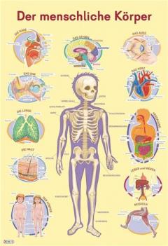 Mein Lernposter: Der menschliche Korper