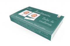 Lectii de anatomie. Organele de simt. Sistemul respirator. Sistemul circulator